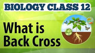 What Is Back Cross  Genetic Basis of Inheritance  Biology Class 12 [upl. by Bilac]