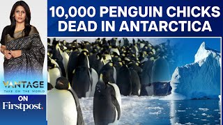 Why Did 10000 Emperor Penguin Chicks Die in Antarctica  Vantage with Palki Sharma [upl. by Eladal923]