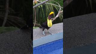 Toucan Bird Sound [upl. by Almeeta487]