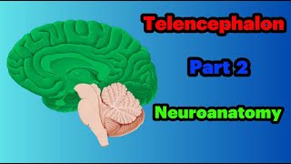 جلسه 9  Structure of Telencephalonpart 2 [upl. by Anyek]