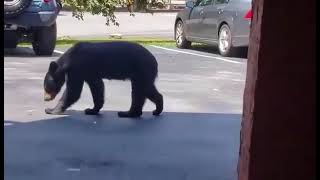 July 2024 Downtown Gatlinburg Tennessee Bear Appears as I am in the Doorway About to Walk Out [upl. by Ydnir143]