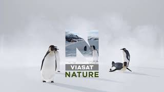 Viasat Nature HD  Пингвини Каш 30012022 [upl. by Reinhardt]