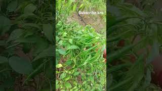 Chilli plant 1233 virayti 🌿✅subscribe youtubeshorts vairalshort [upl. by Lebyram43]