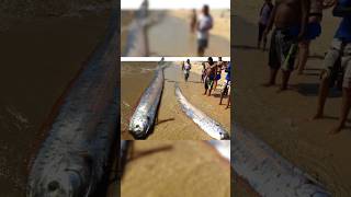 Oarfish The Mysterious Giant Eel of the Seas [upl. by Strander]