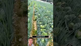 Smart intercropping of cabbage and onions farming vegetables sonlv [upl. by Nhor]