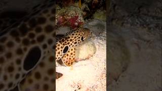 Epaulette Shark Walks on Land [upl. by Bergen]