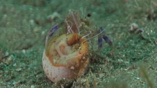 Anemone hermit crab getting into a shell with a cloak anemone [upl. by Anstus358]