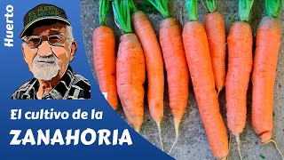 𝗭𝗔𝗡𝗔𝗛𝗢𝗥𝗜𝗔 COMO SEMBRAR Y CULTIVAR ZANAHORIAS  HOW TO GROW CARROTS [upl. by Alexandro]