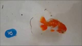 Beautiful Ranchu Goldfish – Top View Tosai Ranchu at Annual Siam Ranchu Championship [upl. by Sanoj]