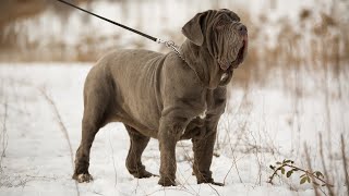 THE NEAPOLITAN MASTIFF  STRONG amp FIERCE GUARD DOG Mastino Napoletano [upl. by Enailuj788]