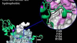 Apoptosis inhibitors of Caspase3 Rate My Science [upl. by Cory]