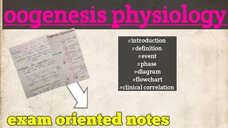 oogenesis phase events clinical correlation physiology [upl. by Tiffie]