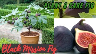 How to plant and care Fig  🌳 Black Mission Fig Tree 🌳  Lovely Garden [upl. by Llimaj]