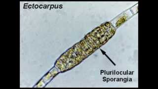 ciclo de vida de Ectocarpus [upl. by Ahsehyt]