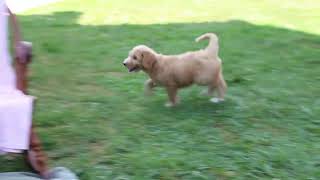 Goldendoodle Puppies for Sale [upl. by Gregory]