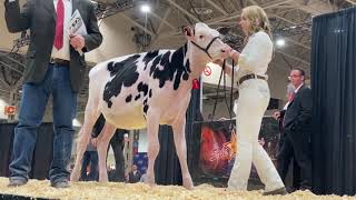 Sale Of The Stars  Lot 1 Royal Winter Fair Toronto [upl. by Eiduam]