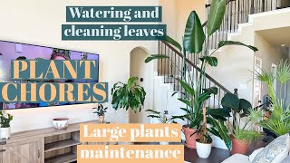 PLANT CHORESlarge plants maintenancewatering and cleaning leaves [upl. by Howzell]