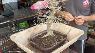 Demo Alumnos escuela Domestic Bonsai en Celtis Australis Selección de Ramas y trasplante 122022 [upl. by Essiralc]