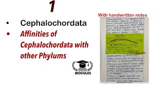 Cephalochordata and Its affinities with other phylums l BSc l MSc l Zoology Optional [upl. by Asiram48]