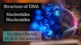 Structure of DNA nucleotides and nucleosides Molecular basis of inheritance [upl. by Aihsiek894]