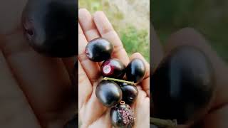 Alla neredu pallujamun fruitshorts ytshorts jamunfruit [upl. by Nonnarb]