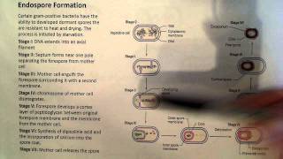 Endospore Formation [upl. by Derman]