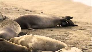 Witness the Birth of an Elephant Seal [upl. by Raimundo]