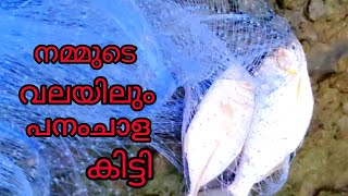 നമ്മുടെ വലയിലും കിട്ടി പനംചാള  cast net fishing  sea fishing  fishing  D4Dinkan fishing fish [upl. by Aciretnahs]