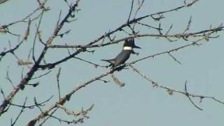 Belted Kingfisher [upl. by Gershon854]