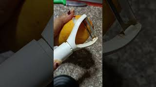 kesar mango healthy fruits peeling skill  short video [upl. by Mercado712]