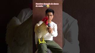 El gallo cantando otro Nivel gallos gallo rooster funny [upl. by Mainis]