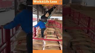 Worker loads corn bags from conveyor belt to truck enhancing efficiency in material handling [upl. by Rehtnug]