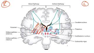 quotThe Science of Dopamine Explained by Andrew Hubermanquot [upl. by Anitsyrhc]