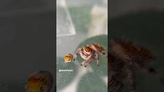 Jumping spider is confused about her molted head cap [upl. by Tham]