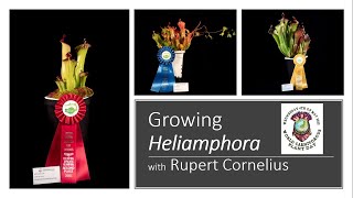 Growing heliamphora with Rupert Cornelius [upl. by Notle]