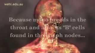 Symptoms of Mono  Mono Symptoms  Infectious Mononucleosis Disease [upl. by Salohcim]