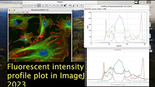 Fluorescent intensity profile plot for multichannel image in ImageJ  Microscope image processing [upl. by Krongold729]