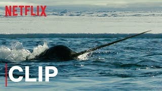 Our Planet  Narwhals  Clip  Netflix [upl. by Filia958]