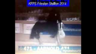 KFPS Friesian Stallion AARNOLD 471 Hengstenkeuring 2014 Google Exclusive [upl. by Nevet]