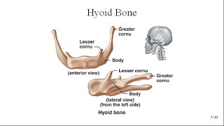 Hyoid Bone [upl. by Arrac]