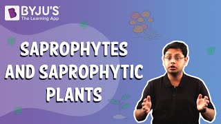 Saprophytes and Saprophytic Plants [upl. by Ecilef]