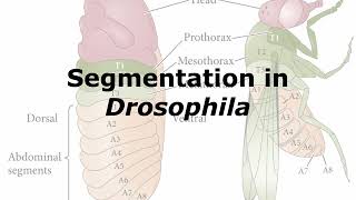 Segmentation in Drosophila [upl. by Cowey]