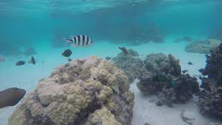 Hilton Moorea Snorkeling [upl. by Allecram936]