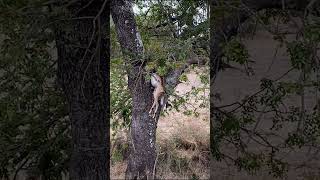 Hyena jumps into tree to steal Impala  Lion Sands Game Reserve  Kruger National Park [upl. by Repsac]