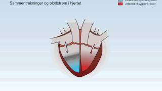 Sirkulasjonssystemet [upl. by Baron]