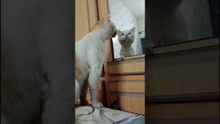 Cat Stalking itself in Mirror [upl. by Eemia]