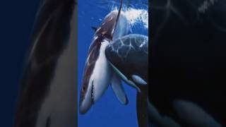 Orca  Killer Whale Attack  killer Whale vs White shark  explore worldwide creature [upl. by Irodim]