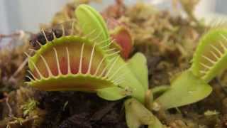 ハエトリソウの捕虫 2コメだ Dionaea 捕虫から10日間 食虫植物 [upl. by Nnoved]