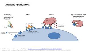 What are Antibody functions Do AntiDrug Antibodies have the same functions [upl. by Adianez]