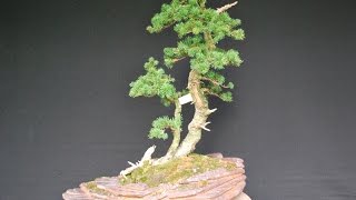 Abies lasiocarpa or Alpine Fir Bonsai [upl. by Ahseinaj765]